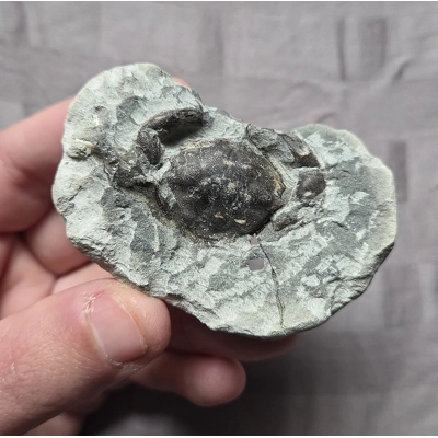 Rare Fossil Pulalius Crab From The Eocene of Washington Arthropod Crustacean