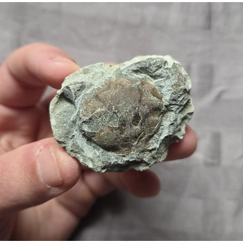 Rare Fossil Pulalius Crab Fr..