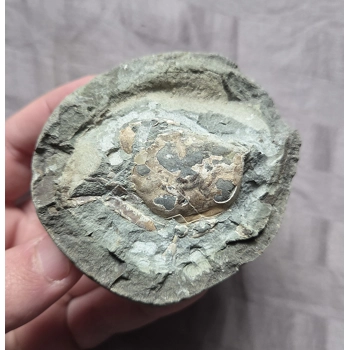 Rare Fossil Pulalius Crab Fr..
