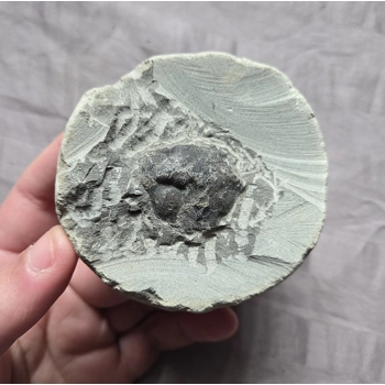 Rare Fossil Pulalius Crab Fr..