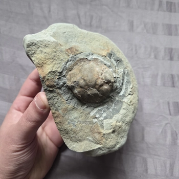 Rare Fossil Pulalius Crab Fr..
