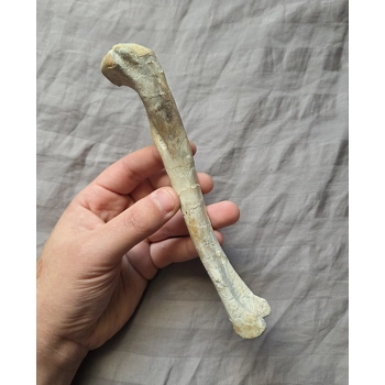 Ultra Rare Triassic Dromomer..