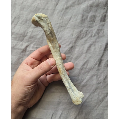 Ultra Rare Triassic Dromomeron Dinosaur Femur Bone Fossil From Bull Canyon Fm