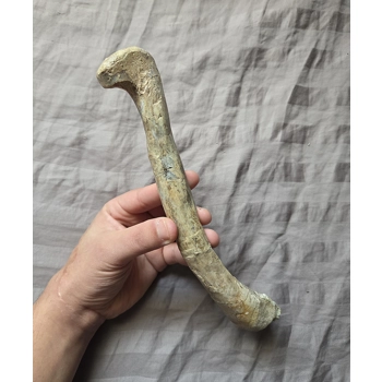 Ultra Rare Triassic Shuvosau..