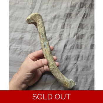 Ultra Rare Triassi..