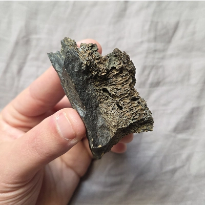 Rare Dark Tyrannosaurus Rex T-Rex Limb Bone Chunk Fossil Theropod Dinosaur