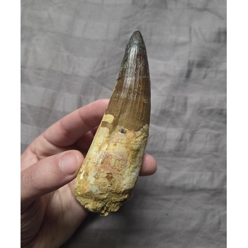 Very Rare Huge Pat..