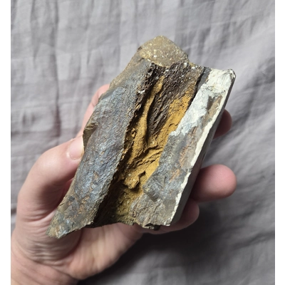 Rare Huge Quality Tyrannosaurus Rex T-Rex Limb Bone Fossil Dinosaur Hell Creek