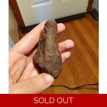 Ankylosaurus Tail ..