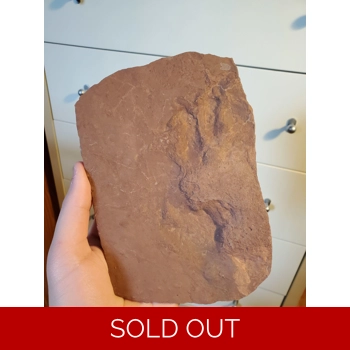 Dimetrodon Footpri..