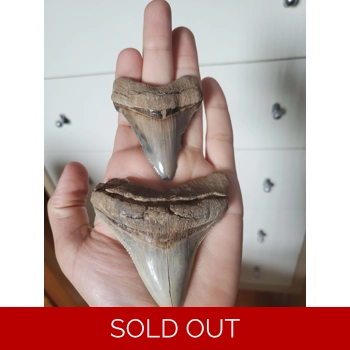 Calvert Cliffs Meg..