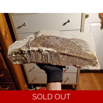 Huge Phareodus Par..