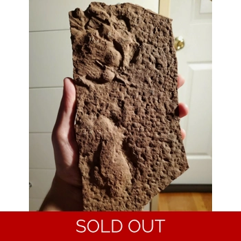 Rare Dimetrodon Fo..