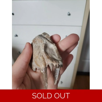 Rare Hoplophoneus ..