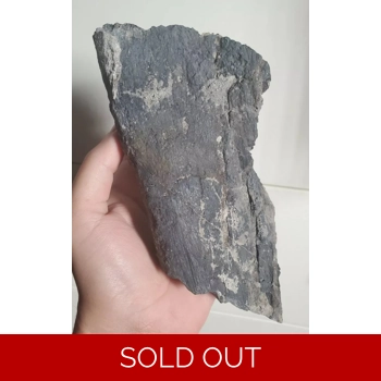 Rare Camarasaurus ..