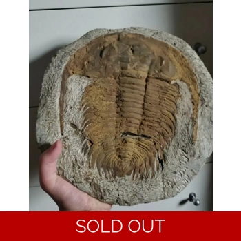 Huge Trilobite Rar..