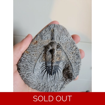 Rare Psychopyge Tr..