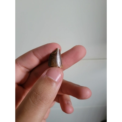 Nice Quality Rare Majungasaurus Dinosaur Tooth Fossil With Feeding Damage