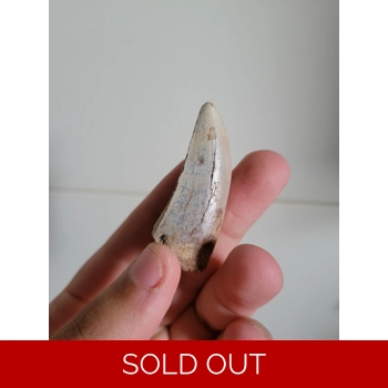 Stunning Bone Whit..