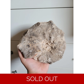 Huge Natural Encrusted Mammi..