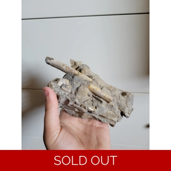 Dinosaur Age Bacul..