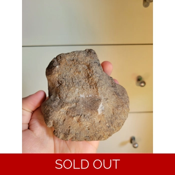 Rare Large Hadrosa..