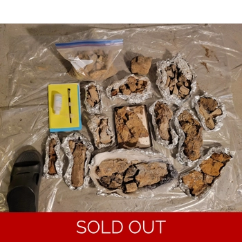 The Ultimate Dinos..