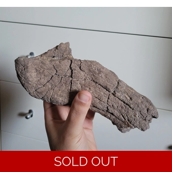 Huge Triceratops J..