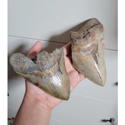 Very Rare Gold Site Megalodon Shark Tooth Partial Fossil Pair 6 & 5.5 inches South Carolina