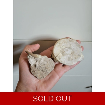 Plesiosaur Zarafas..