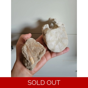 Rooted Plesiosaur ..