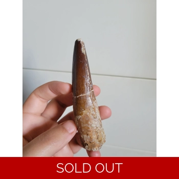 Large Rare Spinosa..