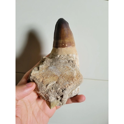 Huge Mosasaurus Currii Jaw Section Fossil Tooth Wth Shark Tooth