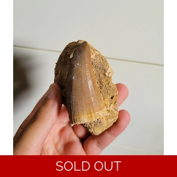 Huge Mosasaur Hoff..