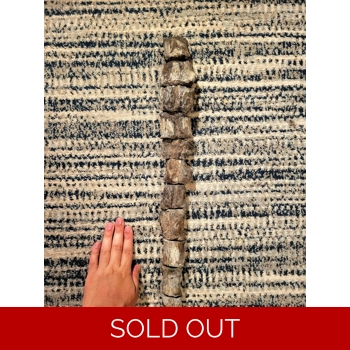 Rare Huge Ornithis..