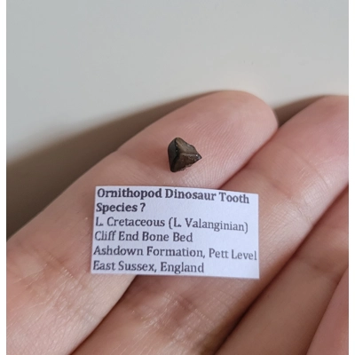 Very Rare British Ornithopod Dinosaur Tooth Fossil, Sussex England