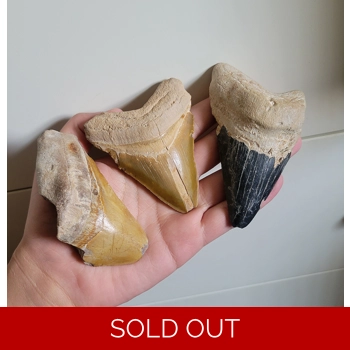 Lot Of 3 Huge Bone..