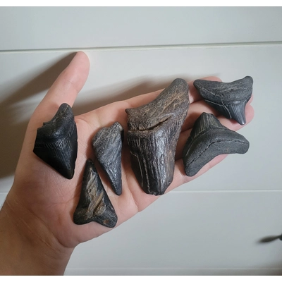 Lot Of Chesapeake Bay Maryland Megalodon Shark Tooth Partial Teeth Fossils