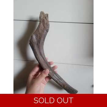 Stunning Rare Edmo..