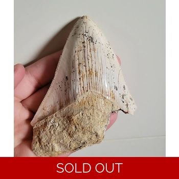 Stunning Rare Bake..