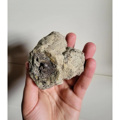 Rare Jurassic Dinosaur Coprolite Poop Fossil With Dung Beetle Larva Traces Morrison Fm