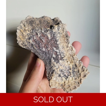 Huge Metoposaur Sc..