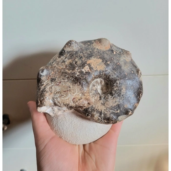 Mammites Nodosoides Ammonite..