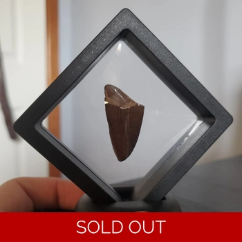 Tyrannosaur Fossil..