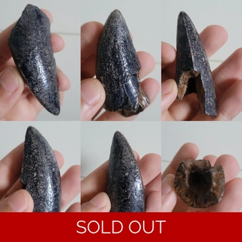 Very Rare Blue Tyr..