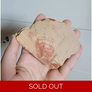 Very Rare Guangwei..