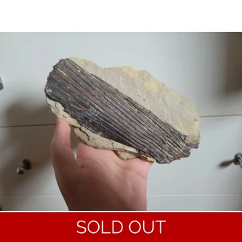 Rare Partial Xipha..