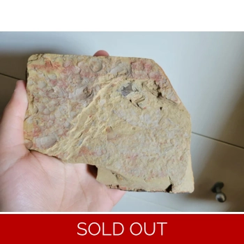 Very Rare Vetulico..