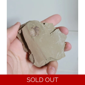 Very Rare Naraoia ..