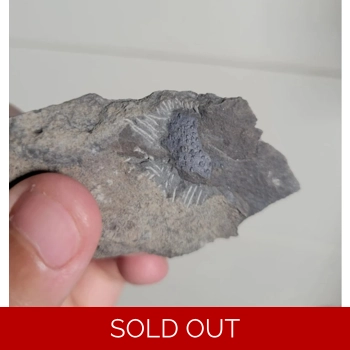 Rarest Fossil Mega..